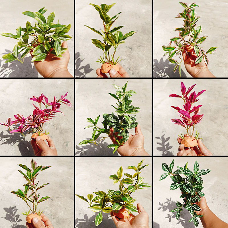 绿鱼缸造景绿植水生植物水陆缸爬宠饲养箱仿真装饰绿植配材爬虫盒