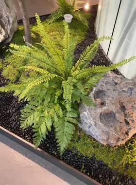 仿真绿植蕨类植物把束马醉木造景蕨草装饰室内迎客松景观假草