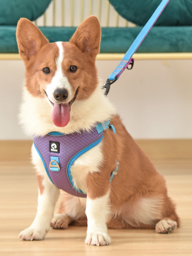 狗狗牵引绳背心式狗绳中型犬柯基柴犬法斗遛狗绳狗炼子宠物胸背带