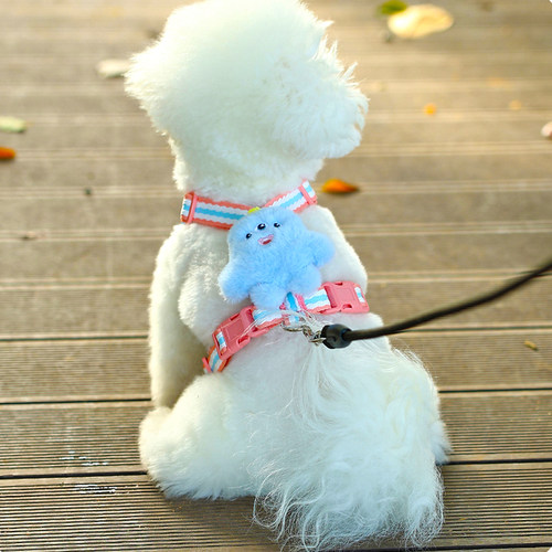 狗狗撞色牵引绳遛狗博美比熊中小型犬胸背带可调节狗链子幼犬泰迪
