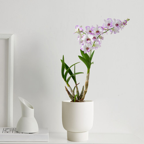 石斛兰带花价格 石斛兰带花图片 星期三