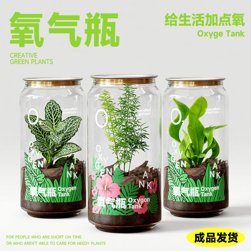 氧气瓶植物盆栽办公室工位桌面微景观室内绿植创意生日教师节礼物