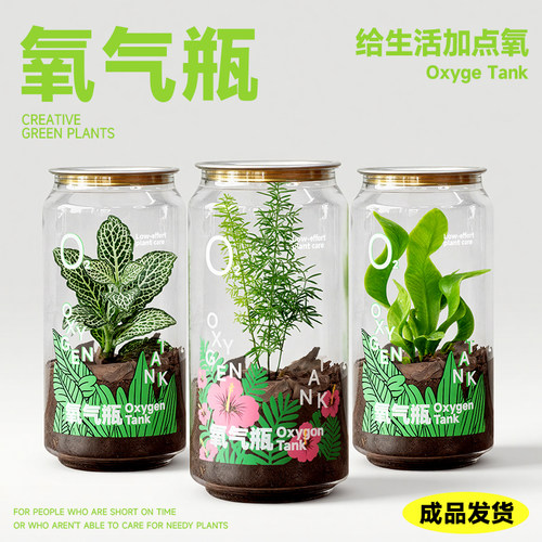 氧气瓶工位桌面景观绿植生日礼物