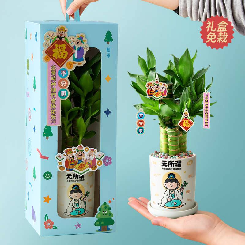 植季女生生日礼物富贵竹盆栽发财树植物办公室桌面绿植创意伴手礼