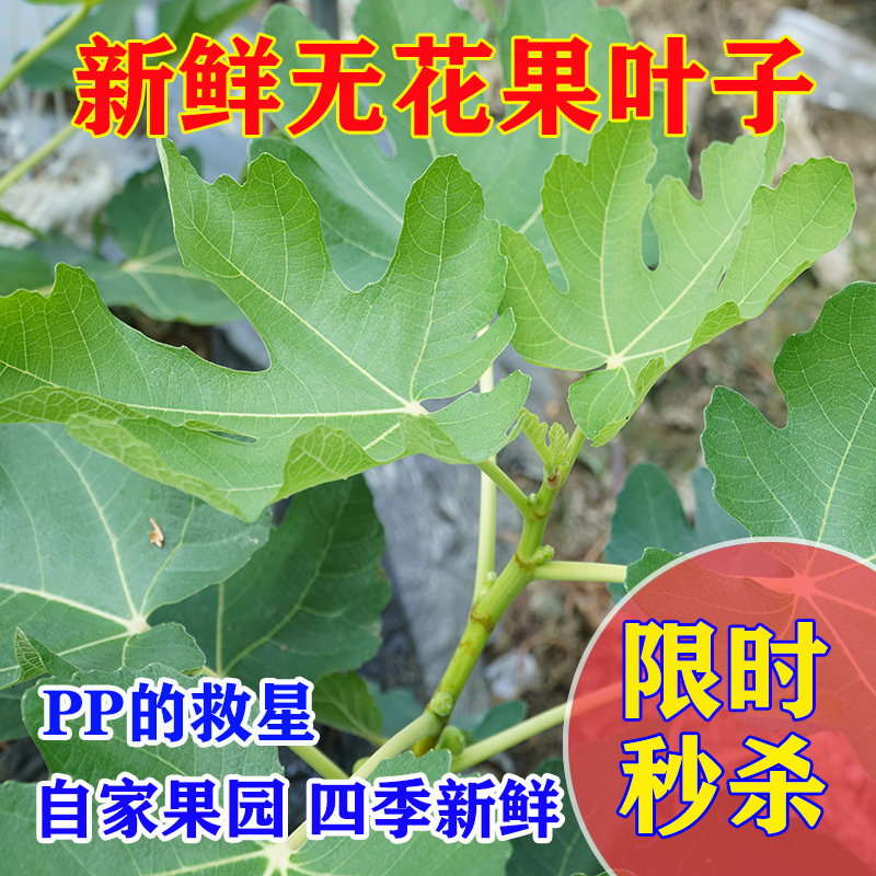 新鲜无花果叶全年现货现摘无花果树叶子枝茎鲜叶非干zhi疮1斤包邮