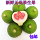广西新鲜现摘无花果生果药用治疮cui下奶炖汤理疗