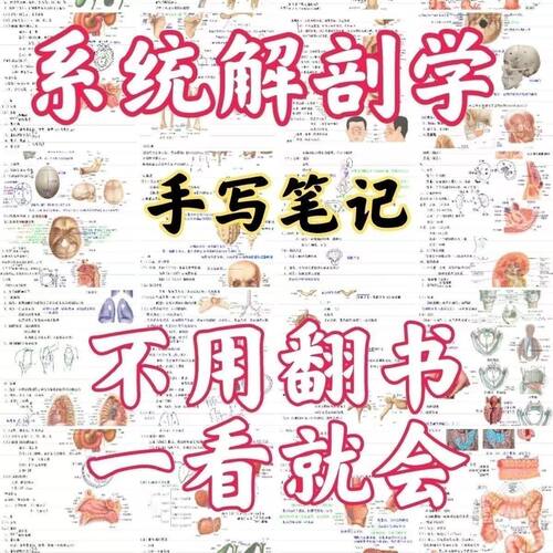 霍琨系统解剖学笔记 彩色双面胶装装订一本合计76面