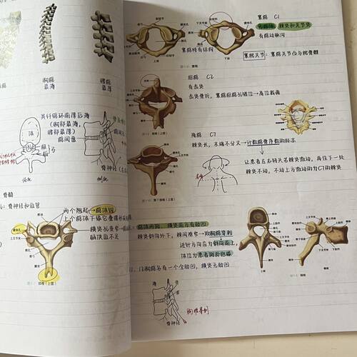 升级版霍琨系统解剖学笔记本彩色打印胶装笔记本