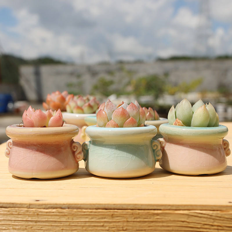 新款多肉花盆陶瓷透气清新冰裂渐变色白瓷创意个性阳台桌面拇指盆,鲜花速递/花卉仿真/绿植园艺,花盆,淘宝优惠券,粉丝福利购,淘宝优惠卷