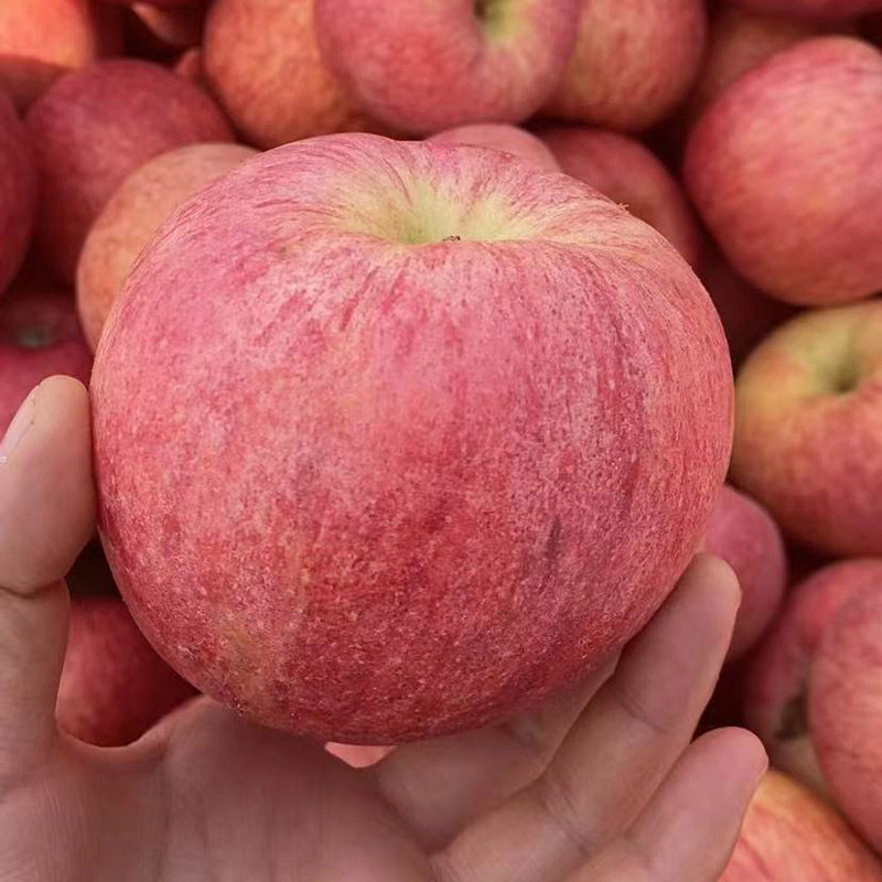 山东烟台正宗爱香妃苹果新鲜水果当季脆甜多汁整箱三级果实惠装,水产肉类/新鲜蔬果/熟食,苹果,淘宝优惠券,粉丝福利购,淘宝优惠卷