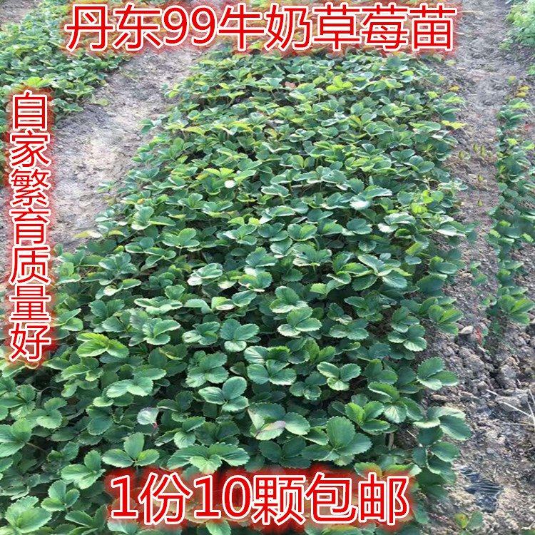 四季草莓苗20颗 新鲜红颜奶油草莓苗力旺盛 现挖带土丹东99草莓苗在类目 水产肉类/新鲜蔬果/熟食, 新鲜水果, 草莓中 - 来自Buy2taobao.com提供专业的淘宝代购服务