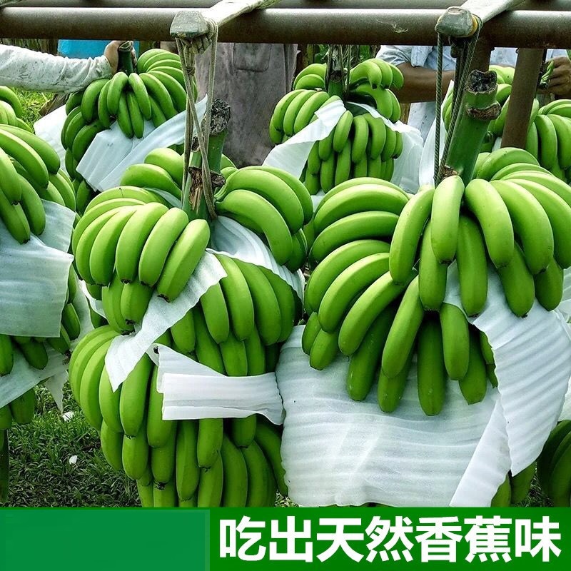 广西香蕉新鲜现摘现发自然熟香甜软滑美味大香蕉9斤批发包邮