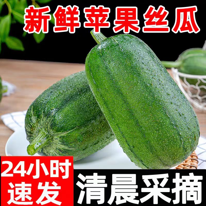 苹果丝瓜新鲜圆丝瓜绿丝瓜胖丝瓜丝瓜现摘应季蔬菜农家蔬菜青丝瓜