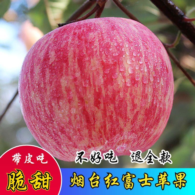 山东烟台苹果栖霞水晶红富士当季新鲜吃的水果甜脆10斤一整箱批