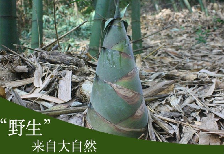 竹笋壳图片,竹笋图片卡通图片,竹笋图片(第15页)_大山谷图库