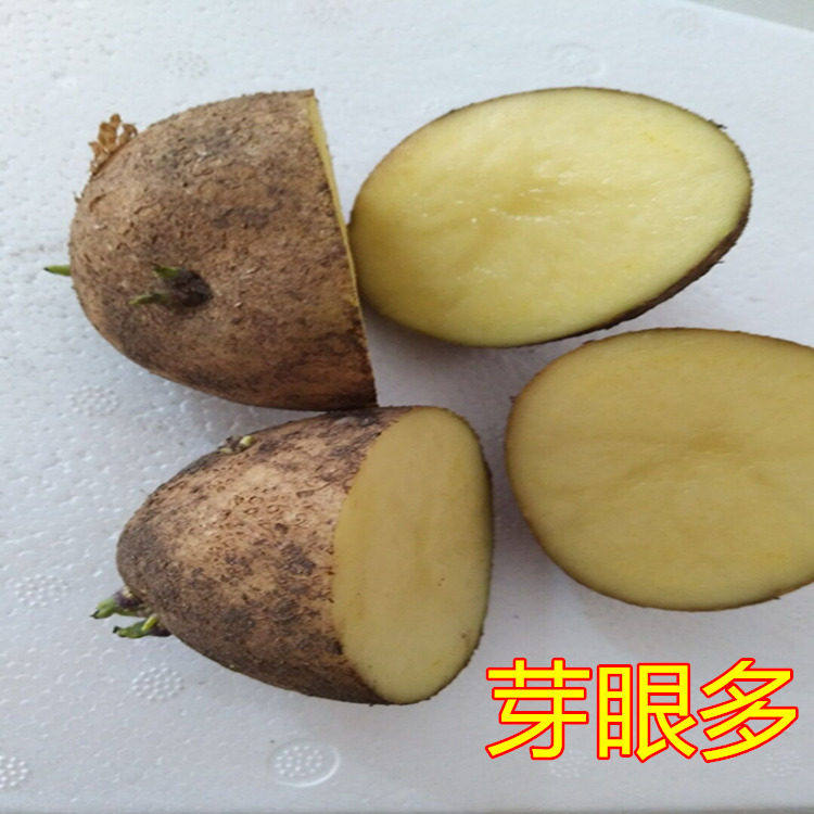 云南土豆种子老品种高产脱毒马铃薯种子大洋芋马铃薯新鲜种子5斤