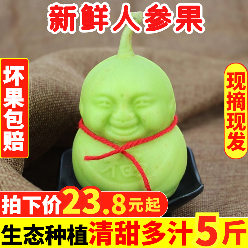 山东现摘福娃人参果5斤装新鲜水果人生果娃娃果礼品人形果长寿果