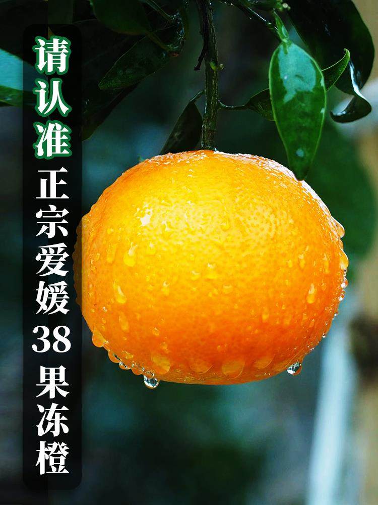四川果冻橙橙子新鲜水果整箱包邮