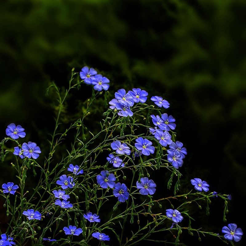 蓝花亚麻种子兰花亚麻种籽花籽花种四季易活开花室内外盆栽多年生