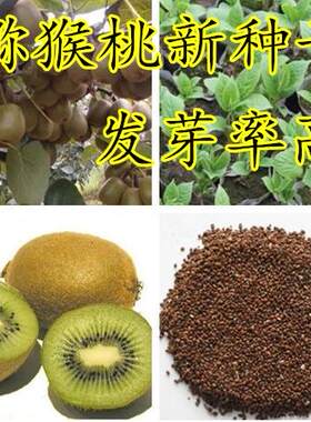 树苗徐香楚红奇异果猕猴桃种子