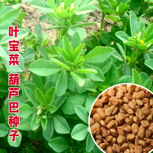葫芦巴种子叶宝菜保健蔬菜香囊菜香豆子四季阳台盆栽庭院蔬菜籽
