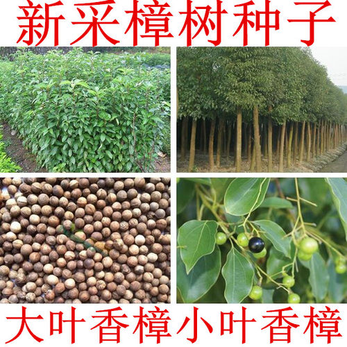 种子新采小叶香樟绿化四季青