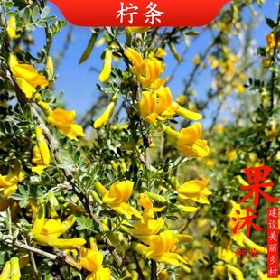 柠条种子柠条锦鸡儿蜜源肥料草白柠条绿肥牧草籽固土护坡耐寒饲草