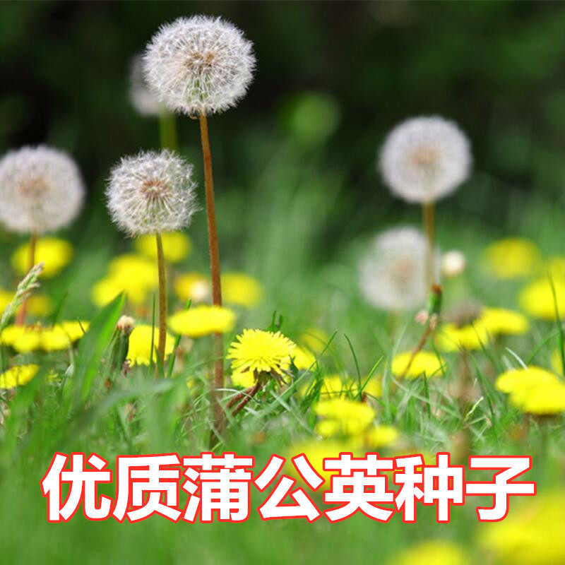 野生蒲公英种子野菜婆婆丁种籽新采四季播种黄花苗种植药用多年生
