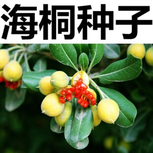优质林木种子 花卉种子 海桐种子 苗木种子海桐球种子净种子包邮