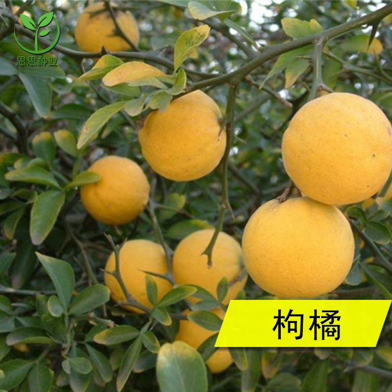 枸橘种子枳壳实/铁篱寨/臭橘/枸橘李/枳/臭杞/橘红/沉蛋籽种子苗