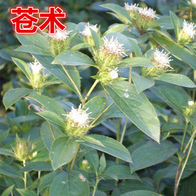 新采苍术种子藿香甘草丹参当归红花板蓝根柴胡黄芩决明子中药材籽