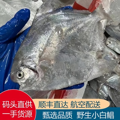 新鲜银鲳鱼野生白鲳鱼