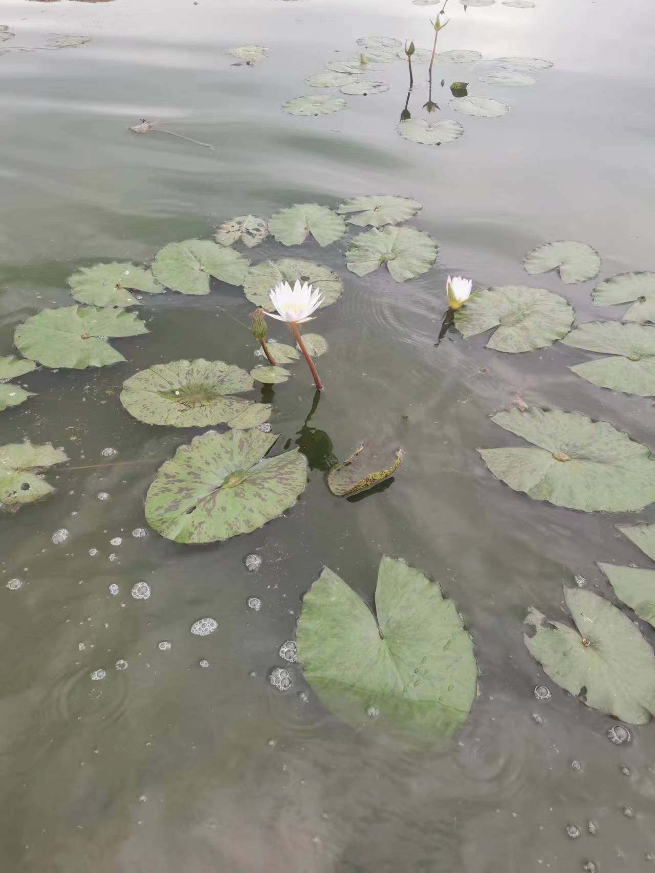 三亚基地纯正 精品睡莲保罗蓝 水生莲花池塘庭院阳台盆栽花卉