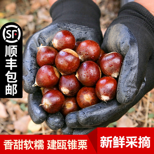 建瓯锥栗板栗鲜合作顺丰包邮栗子