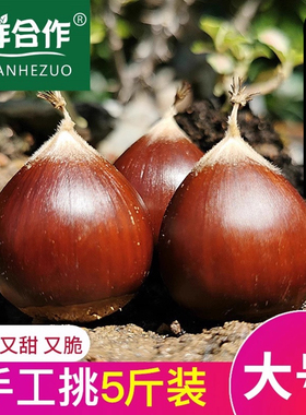 【顺丰包邮】板栗生新鲜栗子建瓯锥栗油栗带壳2025年现摘毛栗5斤