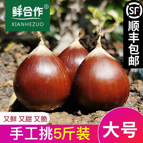 建瓯锥栗农家现摘板栗生栗子油栗