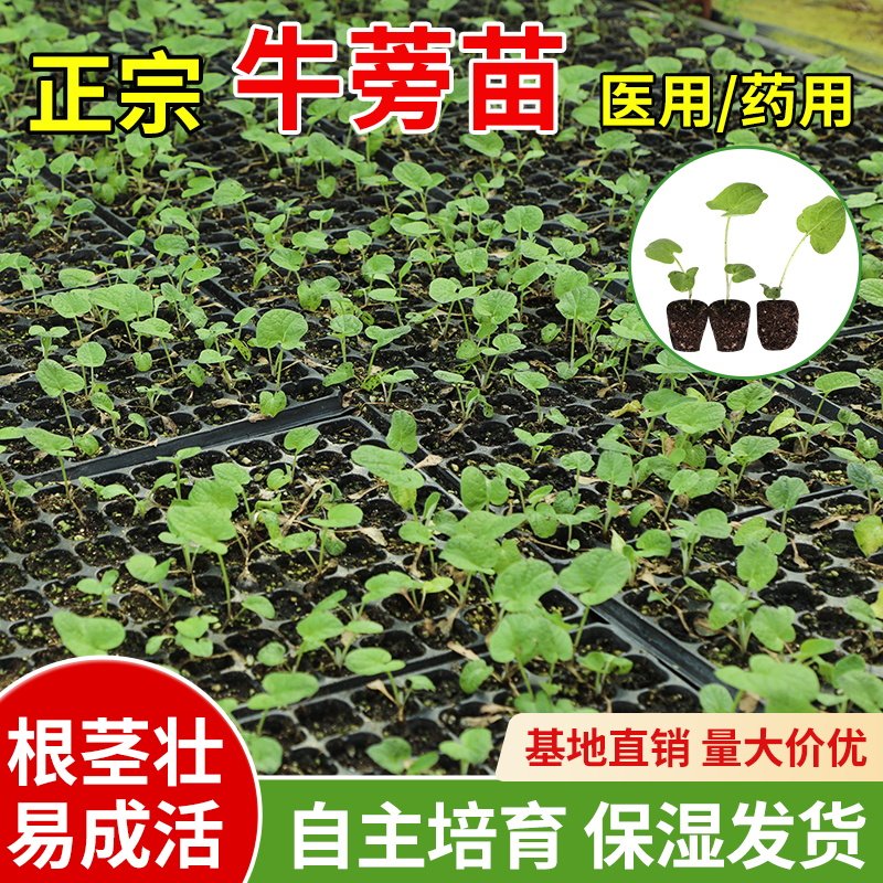 药食两用牛蒡苗野产东洋参大力子新鲜苗野菜苗庭院盆栽中药材苗