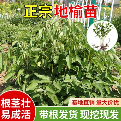 新鲜地榆种苗易成活保湿纯天然多年生植物中草药拍下现挖