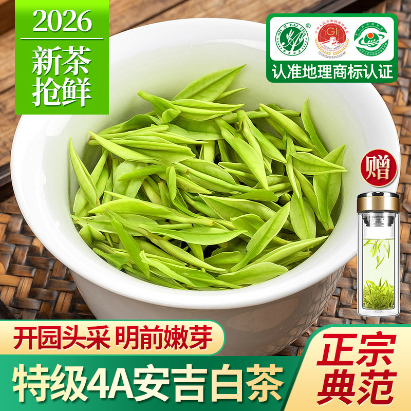 安吉白茶2026新茶特级4A茶叶500g