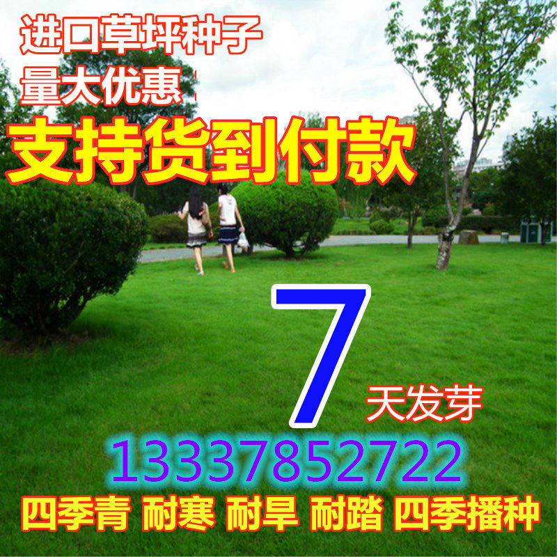 Seeds Lawn seed Four seasons Evergreen Revetment Ryegrass courtyard green turf Seeds Perennialin the Flower delivery/Flowers simulation/Plants gardening , Flowers/Fruits and vegetables/Lawn seed (New) , Home &amp; Garden Seeds  category - from Buy2taobao.com to provide professional Taobao agent buy service