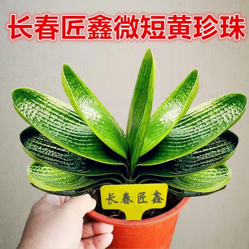 长春精品宽短叶圆头麻脸君子兰