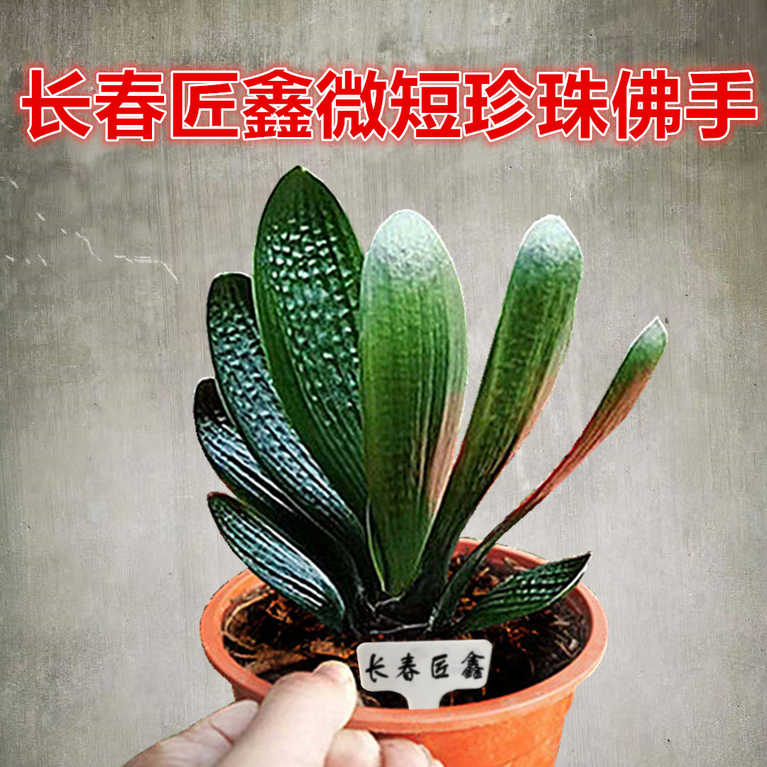 长春精品君子兰宽短叶圆头和尚