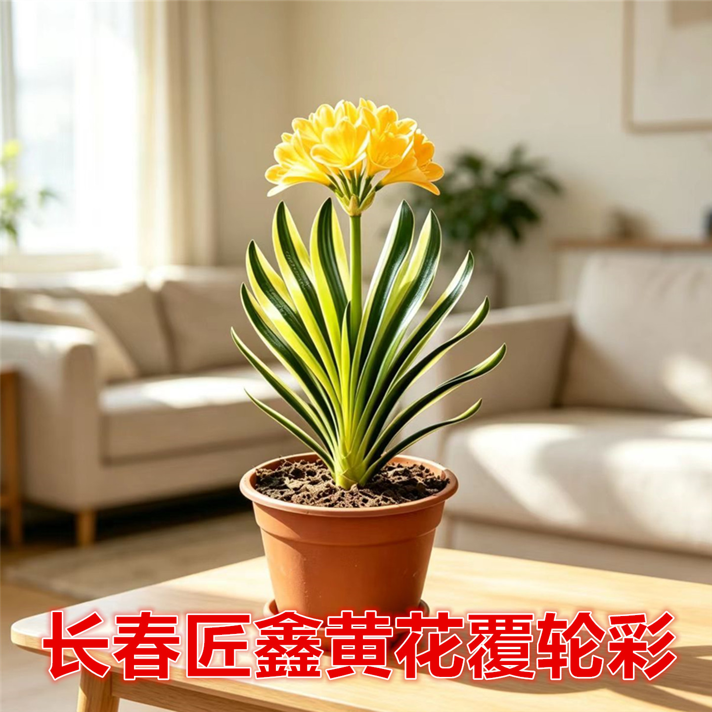 匠鑫君子兰盆栽室内易养桌面装饰
