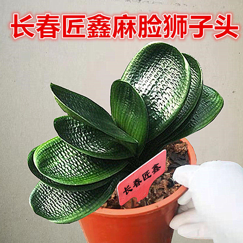 长春匠鑫精品君子兰 宽短圆叶麻脸狮子头 油匠和尚粗筋坑纹小苗