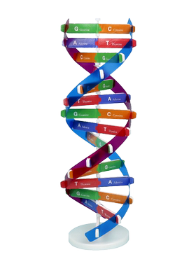 学生用dna分子双螺旋结构模型