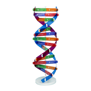 学生用DNA分子双螺旋结构模型生物教具学具摆件DIY自制作材料包小学生命科学初中高中实验器材教学仪器碱基对