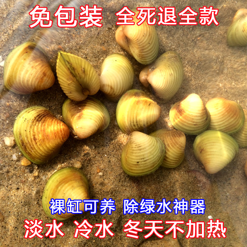 鱼缸造景装饰黄金蚬淡水观赏鱼水族宠物溪蚬冷水活体河蚬除藻螺