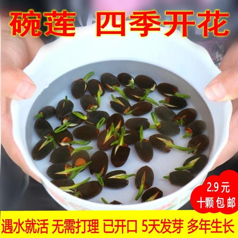 碗莲种子四季开花植物室内外鱼缸净化水质水培造景一叶莲浮萍水草