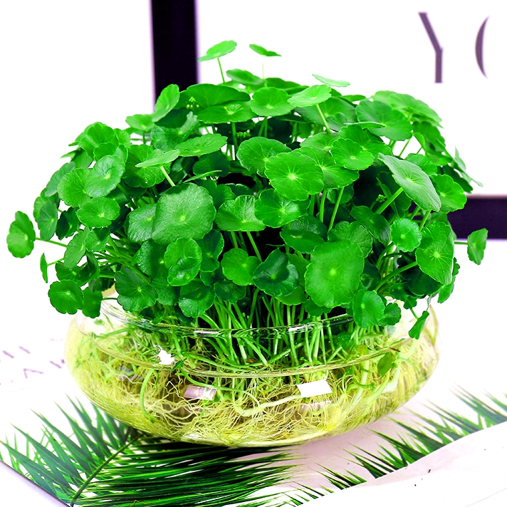铜钱草水培植物水质净化鱼缸办公室植物水草水生浮萍盆栽鱼池水培