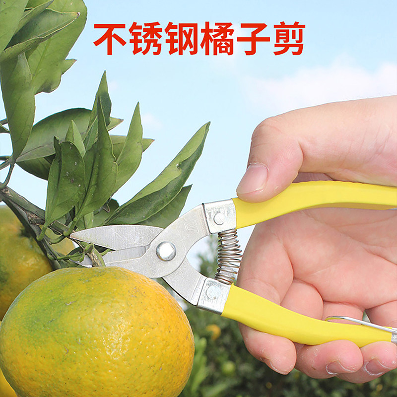 橘子柑橘采摘剪果树修枝剪刀桔子花椒专用稀果剪番茄葡萄枇杷采果